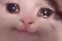 Ảnh mèo khóc cười meme hài hước