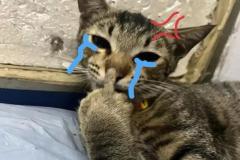 Ảnh mèo khóc cười meme hài hước