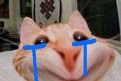 Ảnh mèo khóc cười meme hài hước