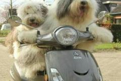 1_anh-2-con-cho-deo-nhau-1