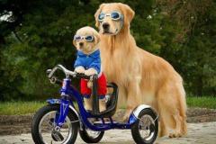 1_anh-2-con-cho-deo-nhau-cute-1