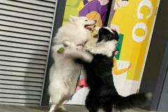 1_anh-2-con-cho-meme-cute-1