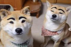 1_anh-2-con-cho-meme-hai-1
