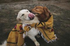 1_anh-2-con-cho-om-nhau-cute-1
