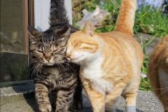 Ảnh hai con mèo đôi siêu đẹp