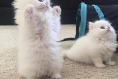 Ảnh hai con mèo đôi siêu đẹp