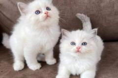 Ảnh hai con mèo đôi siêu đẹp