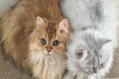 Ảnh hai con mèo đôi siêu đẹp