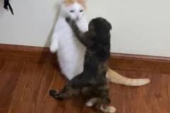 Ảnh 2 con mèo đôi cute đáng yêu hài hước