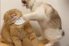 Ảnh 2 con mèo đôi cute đáng yêu hài hước