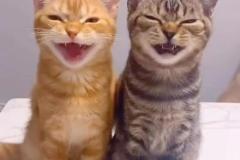 Ảnh 2 con mèo đôi cute đáng yêu hài hước
