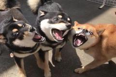 1_anh-3-con-cho-meme-1
