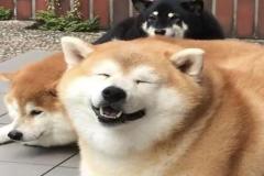 1_anh-3-con-cho-meme-cute-1
