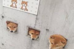 anh-3-con-cho-meme-cute-1