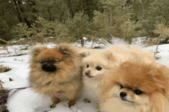 Hình ảnh 3 con chó cute 