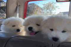 Hình ảnh 3 con chó cute 