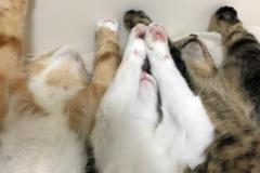 Ảnh 3 con mèo meme đáng yêu