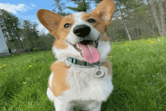 Hình ảnh chó corgi làm avt