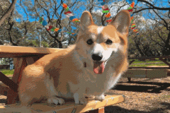 Hình ảnh chó corgi làm avt