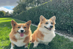 Hình ảnh chó corgi làm avt