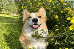 Hình ảnh chó corgi làm avt