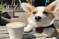 Hình ảnh chó corgi làm avt