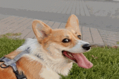 Hình ảnh chó corgi làm avt