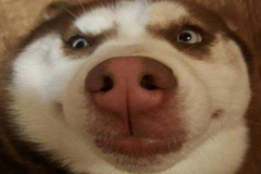 Hình chó ngáo cute làm avt