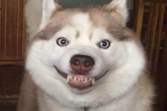 Hình chó ngáo cute làm avt