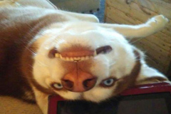 Hình chó ngáo cute làm avt