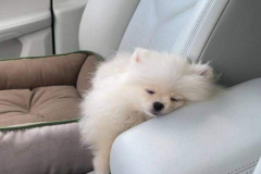 Hình cún ngủ cute làm ảnh đại diện