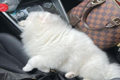 Hình cún ngủ cute làm ảnh đại diện