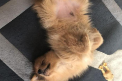 Hình cún ngủ cute làm ảnh đại diện