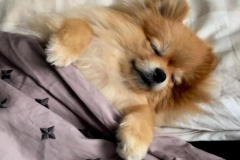 Hình cún ngủ cute làm ảnh đại diện