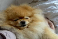 Hình cún ngủ cute làm ảnh đại diện