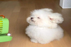 Hình đại diện chú cún con đáng yêu