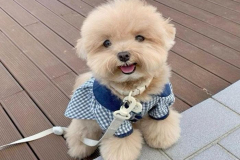 Hình đại diện chú cún con đáng yêu