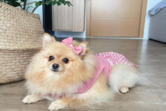 Hình đại diện chú cún con đáng yêu