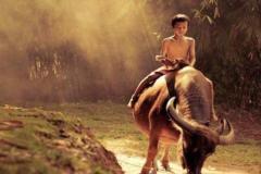 Hình ảnh cậu bé chăn trâu đầy tuổi thơ