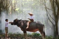 Hình ảnh cậu bé chăn trâu đầy tuổi thơ