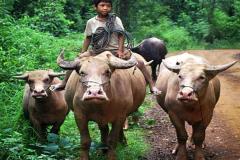 Hình ảnh cậu bé chăn trâu đầy tuổi thơ