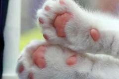 Ảnh chân mèo đáng yêu cute