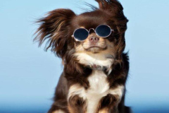 1_anh-cho-chihuahua-hai-ngau-xinh-1