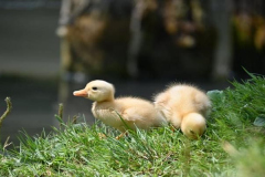Những chú vịt màu vàng với bộ lông vàng óng