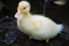 Ảnh con vật siêu cute