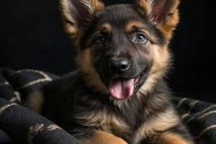 anh-cho-becgie-con-cute-1