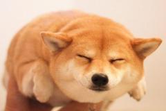 anh-cho-beo-map-cute-dep-1