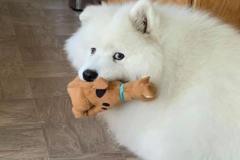 anh-cho-beo-map-cute-xinh-1