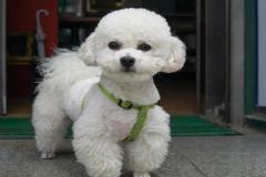 anh-cho-bong-trang-1
