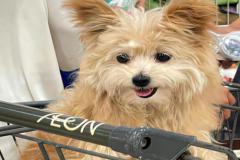 1_anh-cho-cai-cute-1